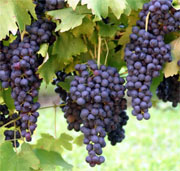 Foto: Weinanbau in Kappadokien